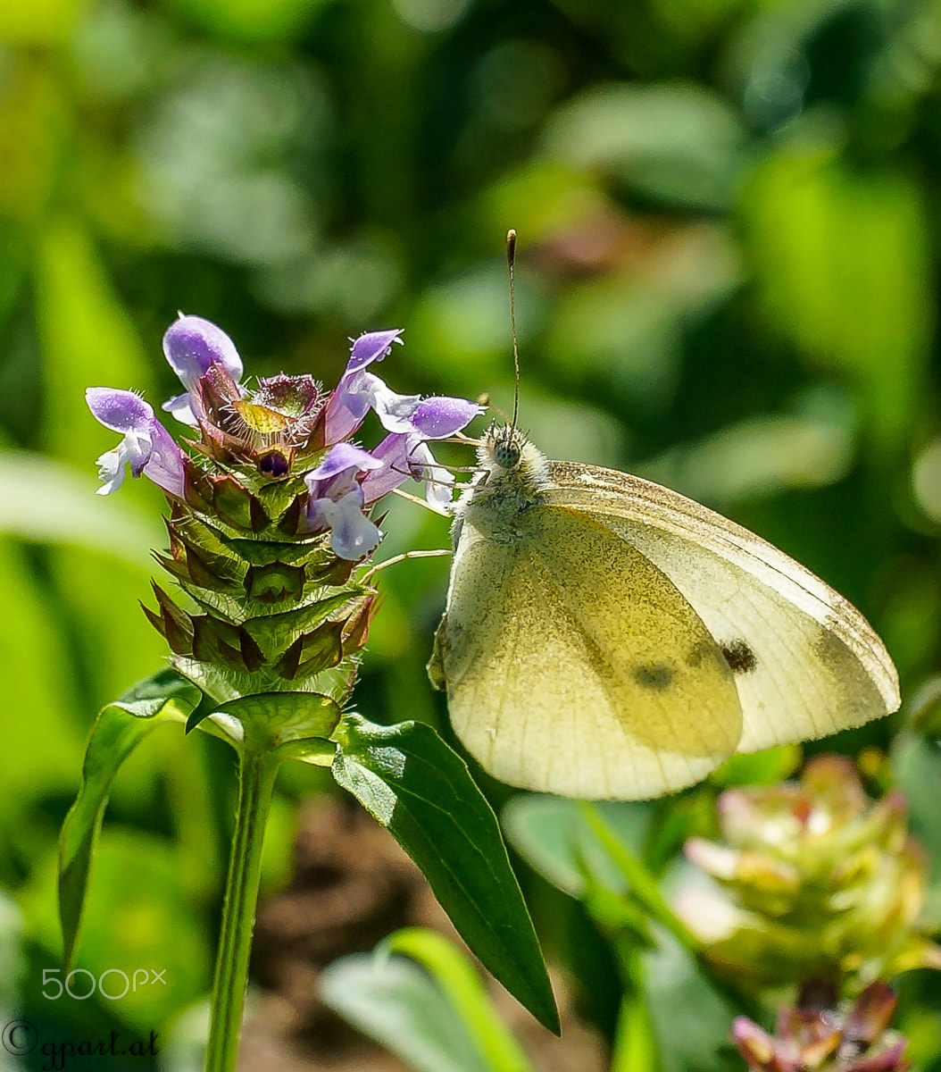 Sony a99 II sample photo. Butterfly photography