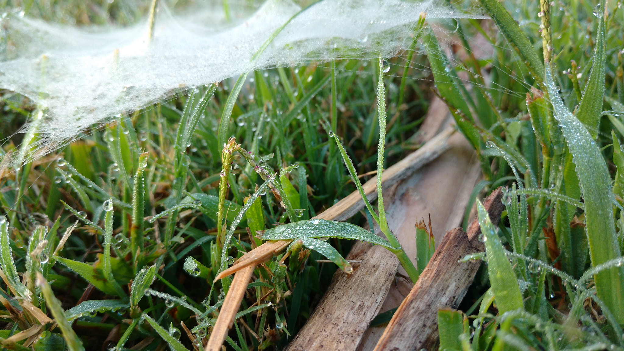 Motorola DROID MAXX 2 sample photo. Amazing spiderweb photography