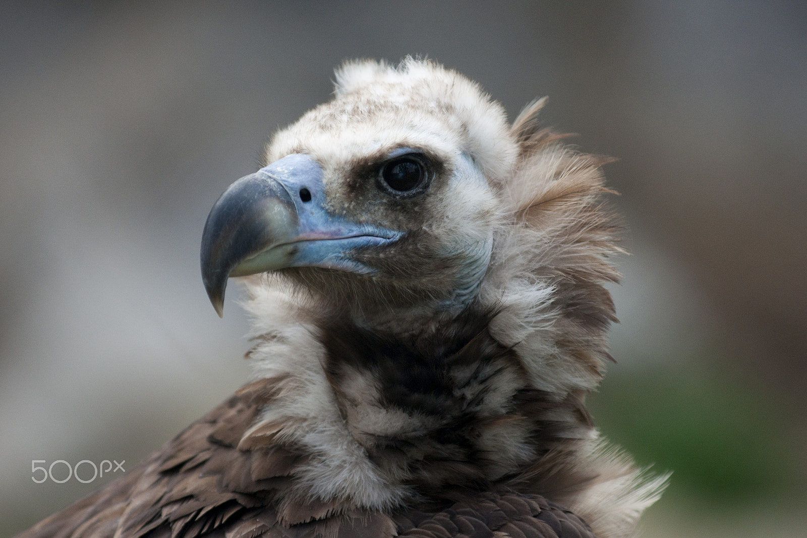 Sony Alpha DSLR-A700 + Minolta/Sony AF 70-200mm F2.8 G sample photo. Black vulture photography