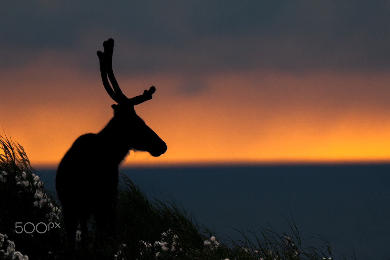 Canon EOS 60D + 150-600mm F5-6.3 DG OS HSM | Sports 014 sample photo. Reindeer silhouette photography