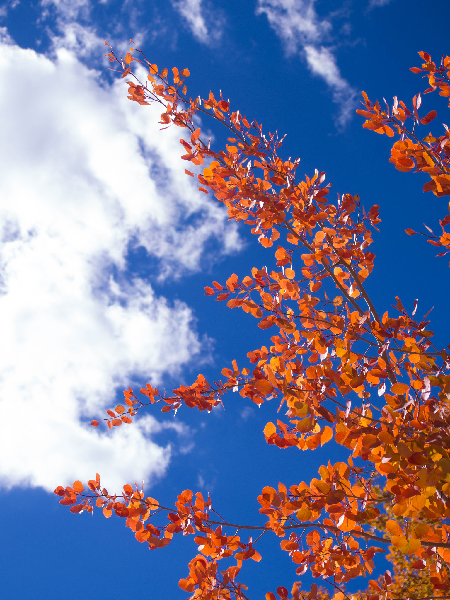 Olympus PEN E-PL6 sample photo. Aspens are changing photography