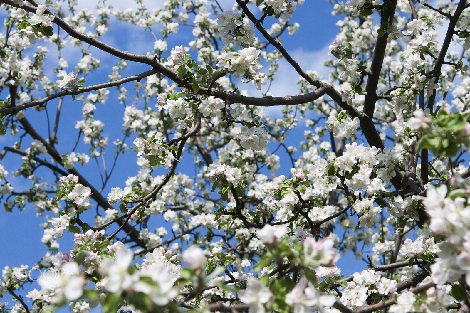 Sony Alpha DSLR-A700 sample photo. Apple tree flowers on a blue sky photography
