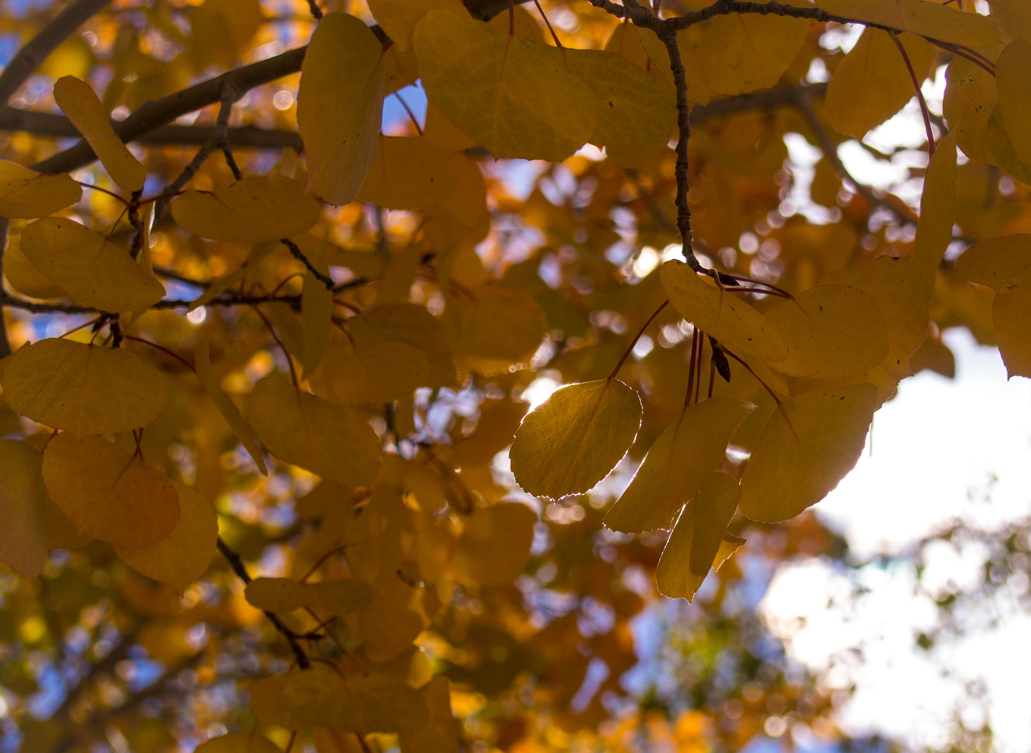 Olympus M.Zuiko Digital 14-42mm F3.5-5.6 II R sample photo. Sunlight through aspen leaves photography