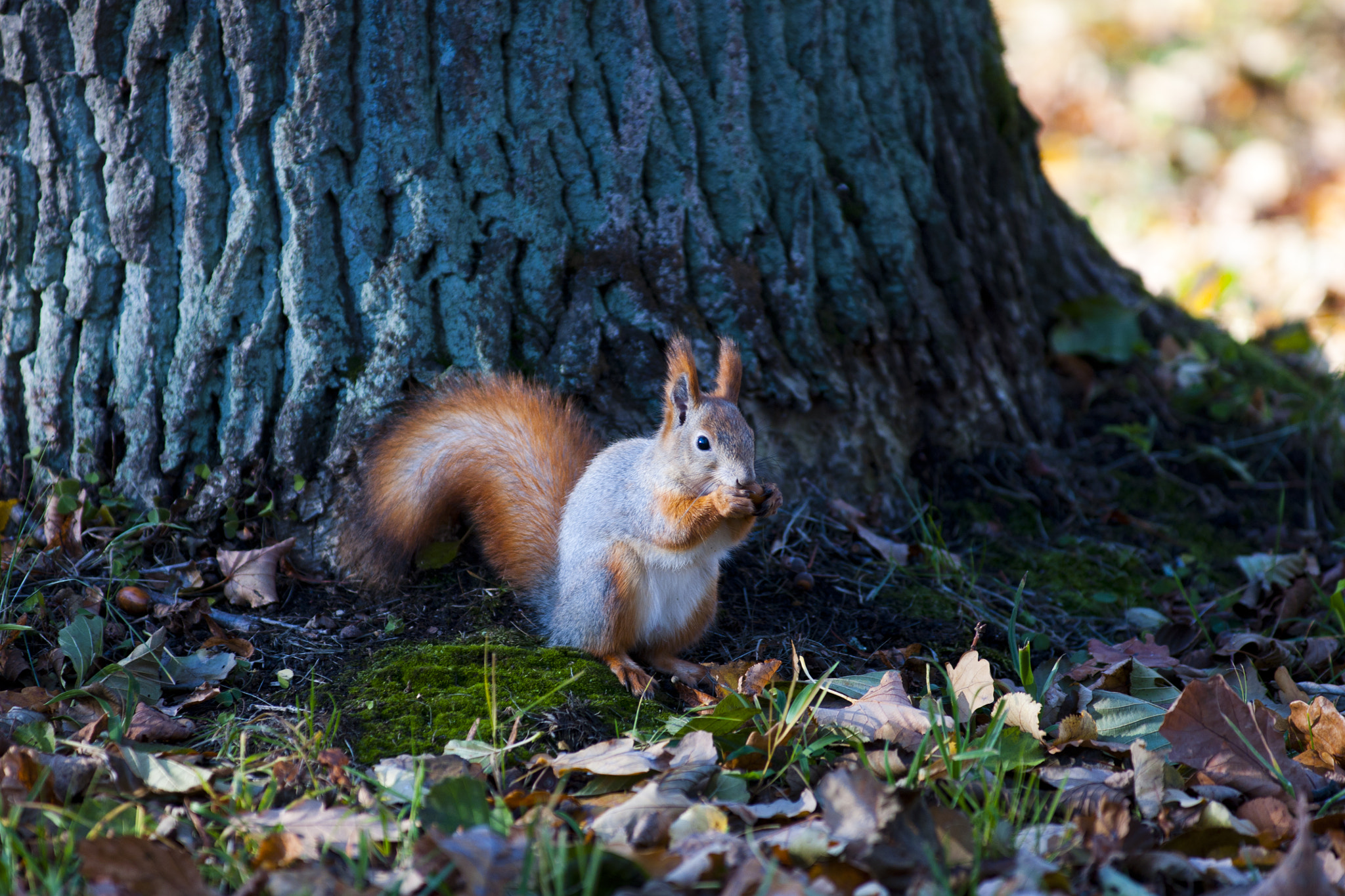 Sony Alpha DSLR-A700 sample photo. Squirrel gnaws nut, autumn foliage photography