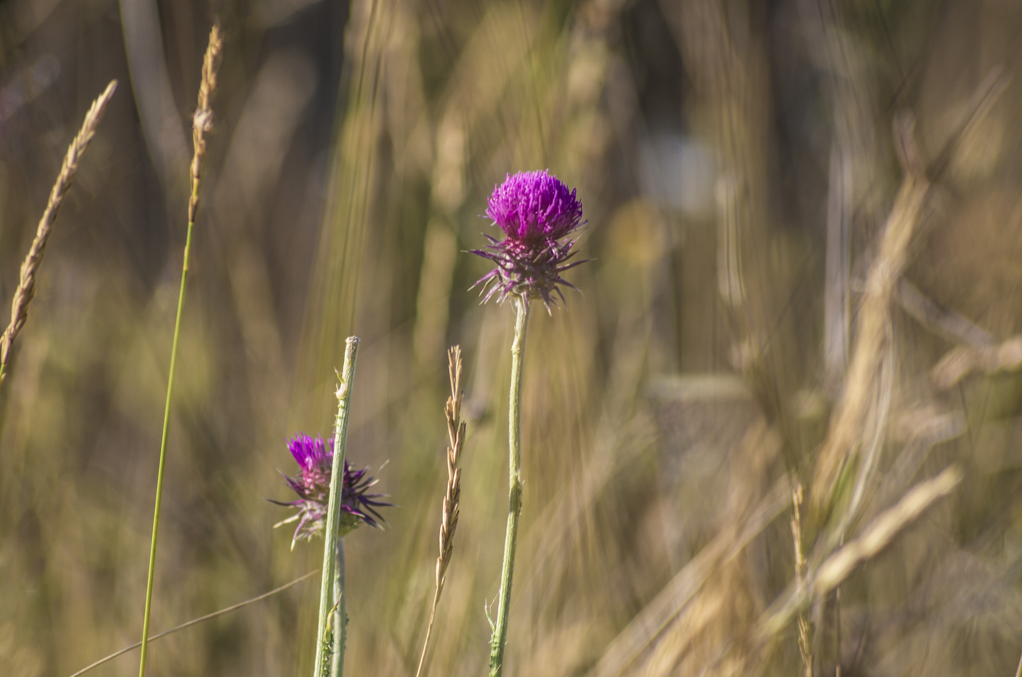 Pentax K-50 + Sigma sample photo. Cardo photography