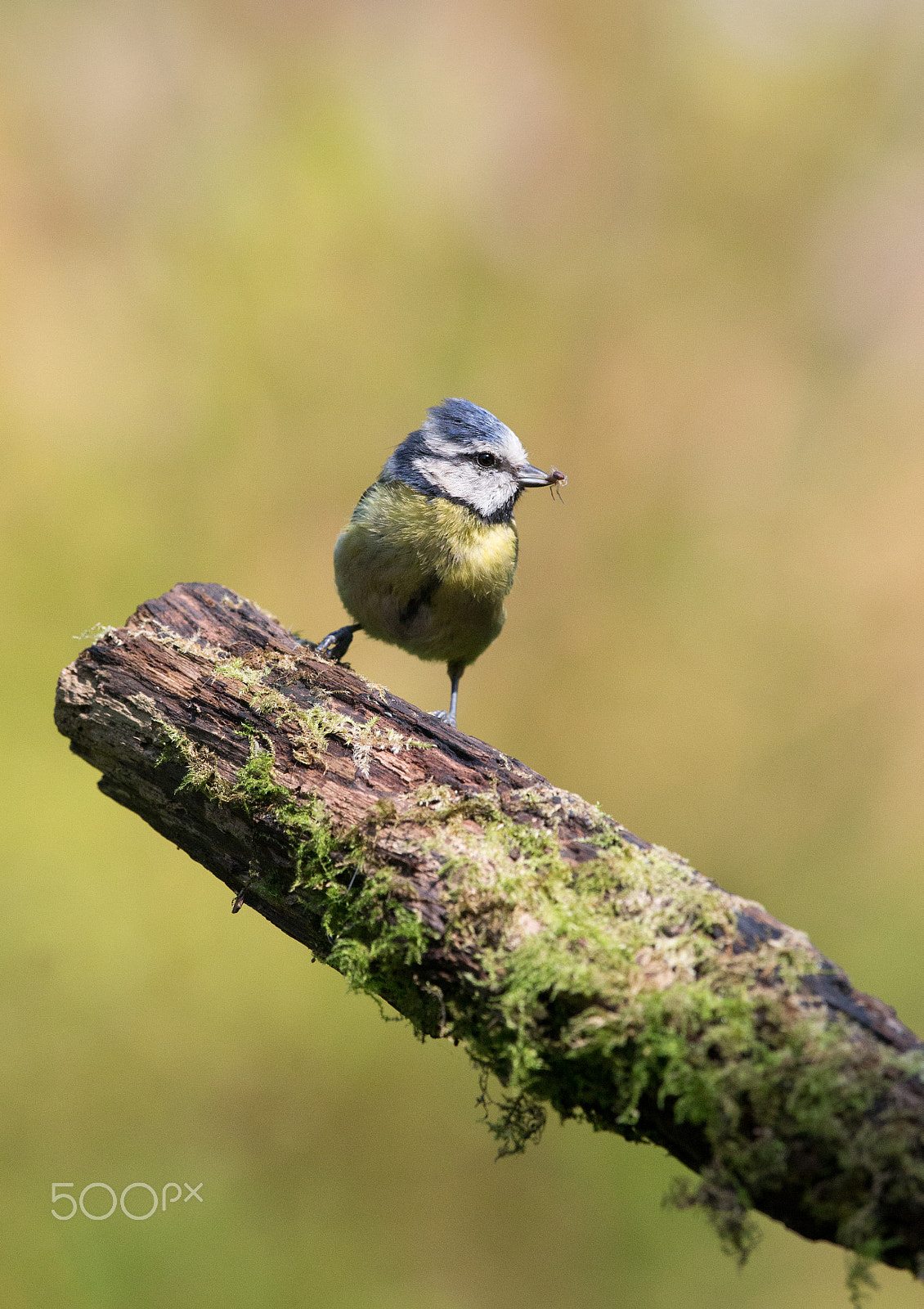 Canon EOS-1D X + Canon EF 300mm F2.8L IS II USM sample photo. Blue tit with insect in its bill photography