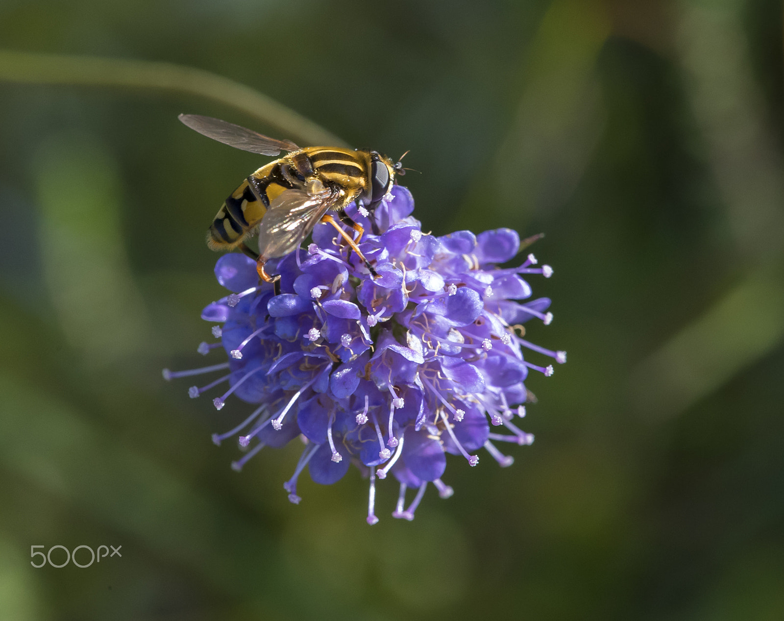 Canon EF 180mm F3.5L Macro USM sample photo. Feeding station photography