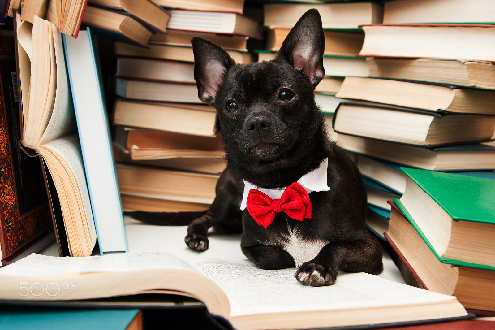 Sony Alpha DSLR-A700 sample photo. Black dog with red bow reading book in library photography