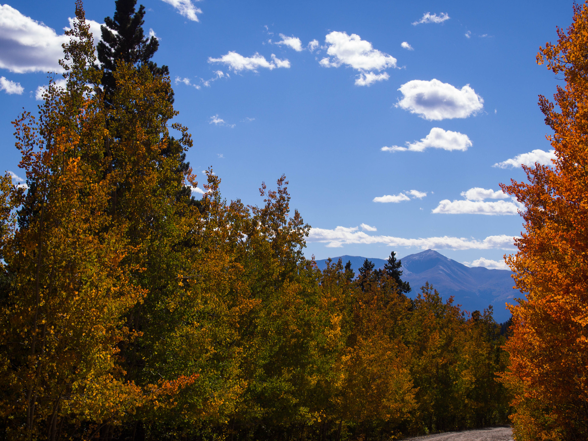 Olympus PEN E-PL6 sample photo. Aspens and mt. elbert photography