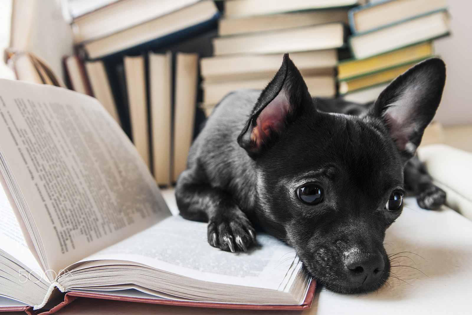 Sony Alpha DSLR-A700 + Sigma 17-70mm F2.8-4.5 (D) sample photo. Black dog reading book in library photography