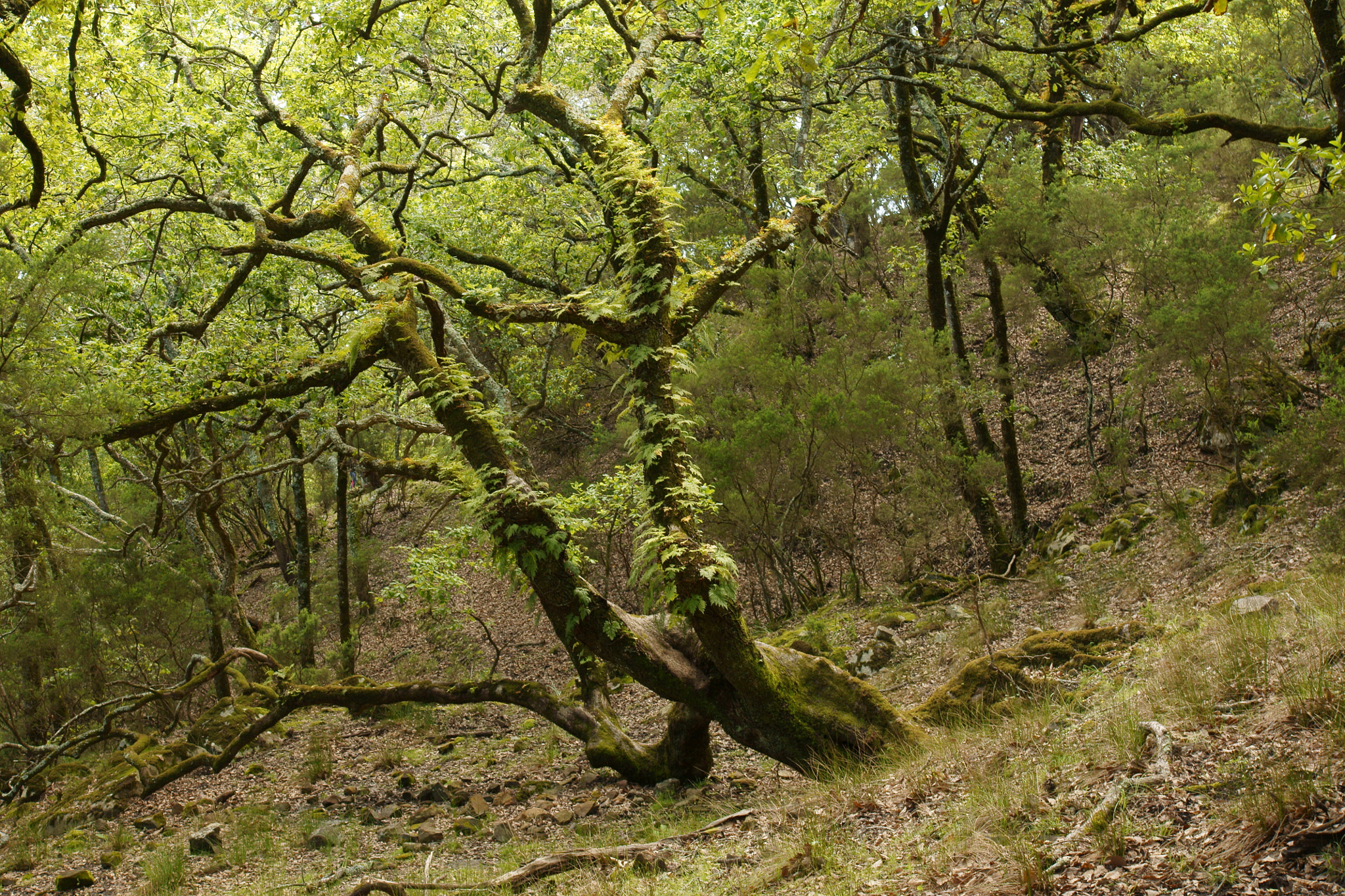 Sony DT 16-105mm F3.5-5.6 sample photo. Lone tree photography