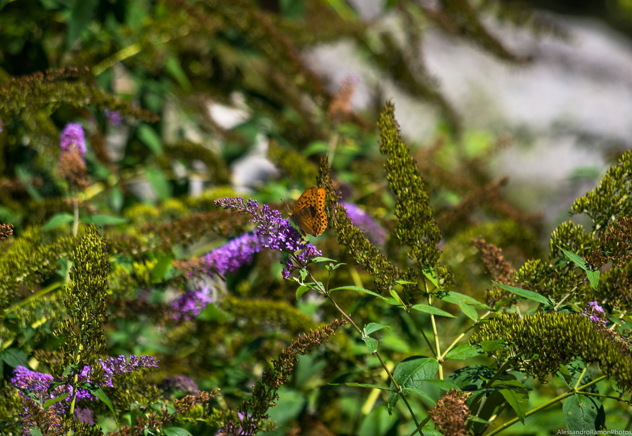 smc PENTAX-DA L 50-200mm F4-5.6 ED sample photo. Butterfly photography