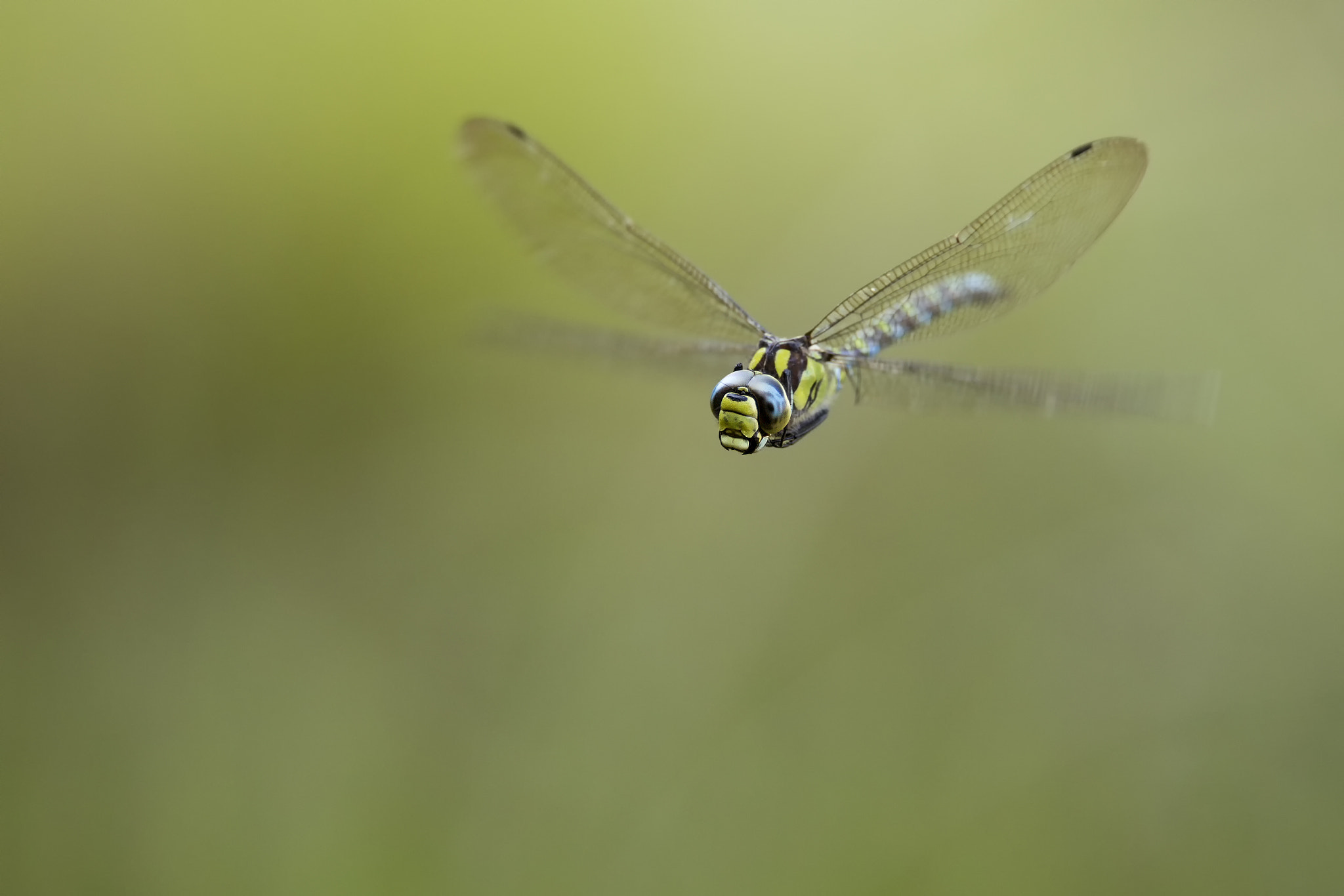 Canon EOS-1D X Mark II + Canon EF 300mm F2.8L IS II USM sample photo. Flight of the southern hawker # 10

 photography