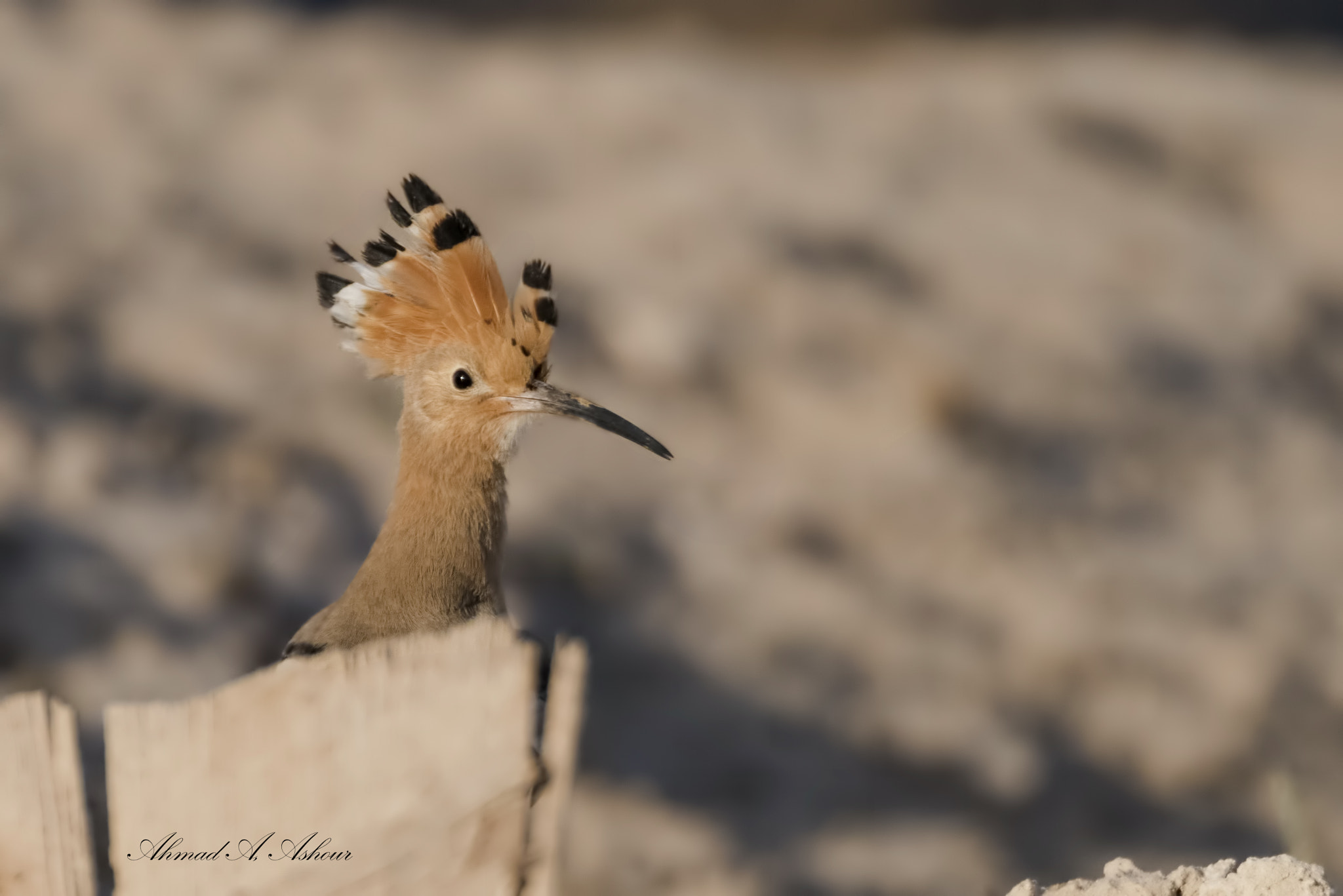 Nikon AF-S Nikkor 200-400mm F4G ED-IF VR sample photo