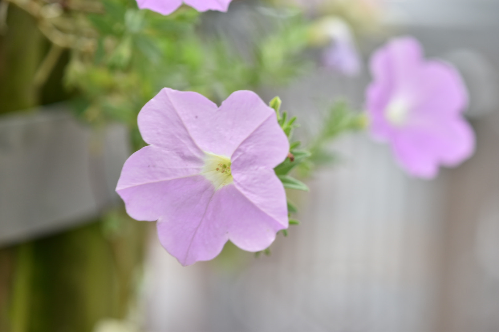 Nikon AF-S DX Micro-Nikkor 85mm F3.5G ED VR sample photo. Flower  photography