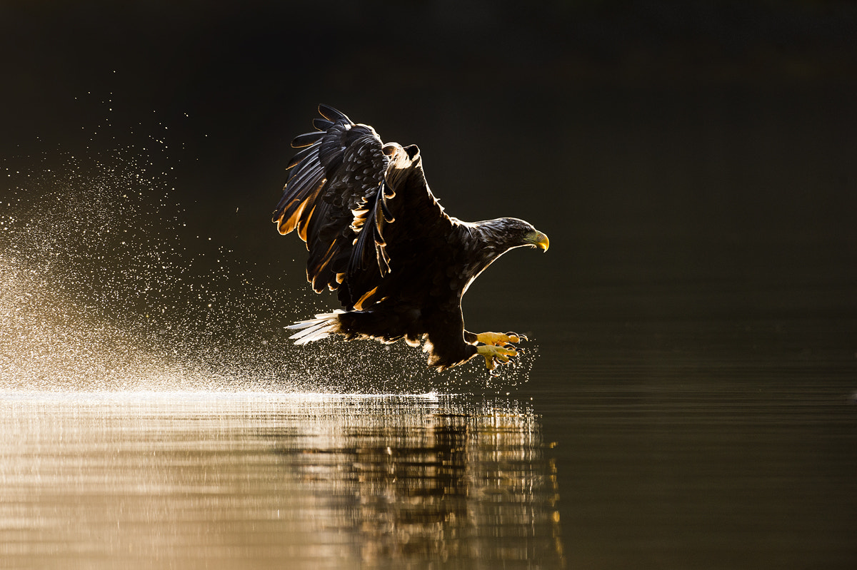 Nikon D4 + Nikon AF-S Nikkor 500mm F4G ED VR sample photo. Sea eagle 3 photography