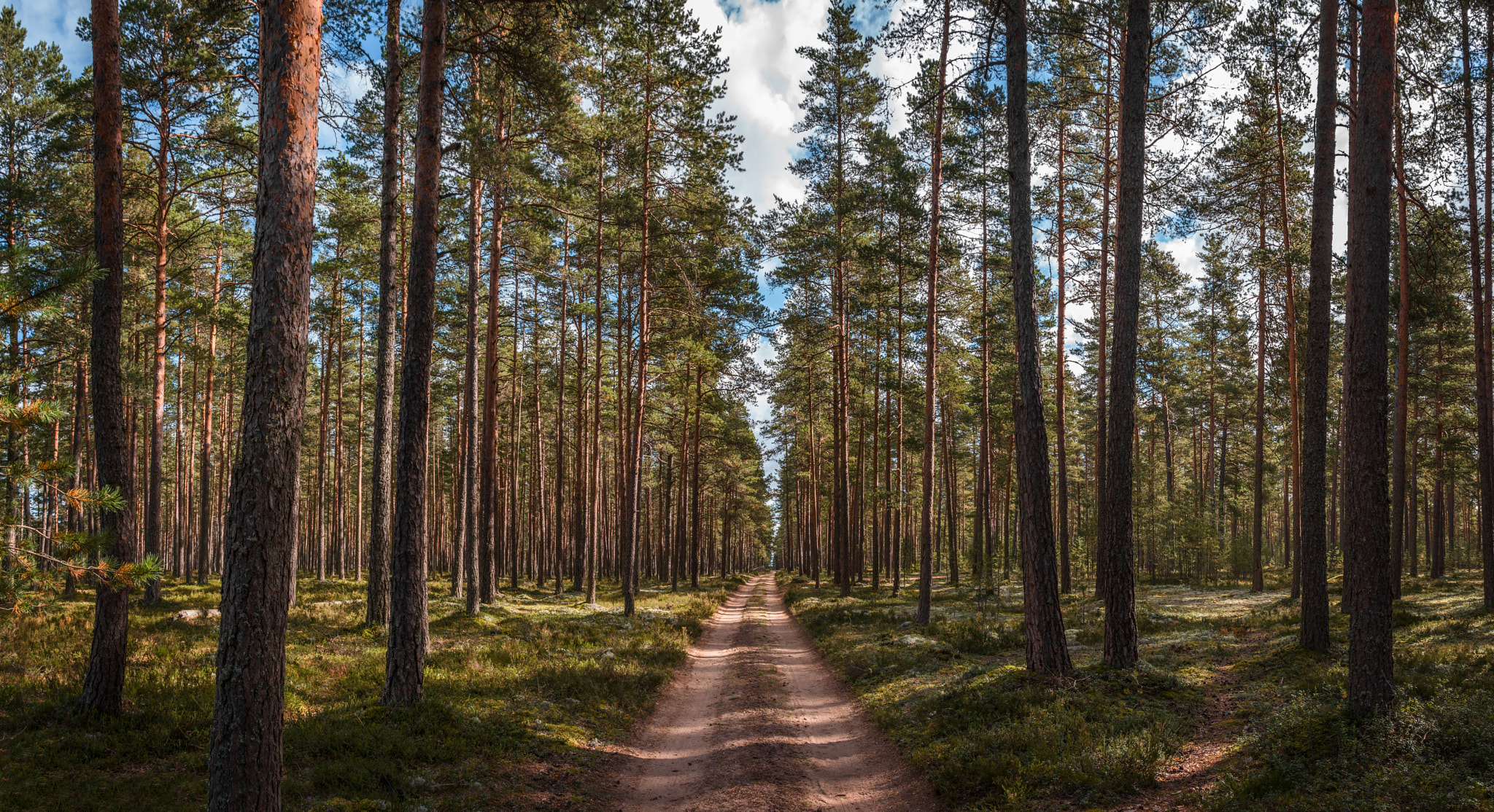 This forest silence improves anyone.