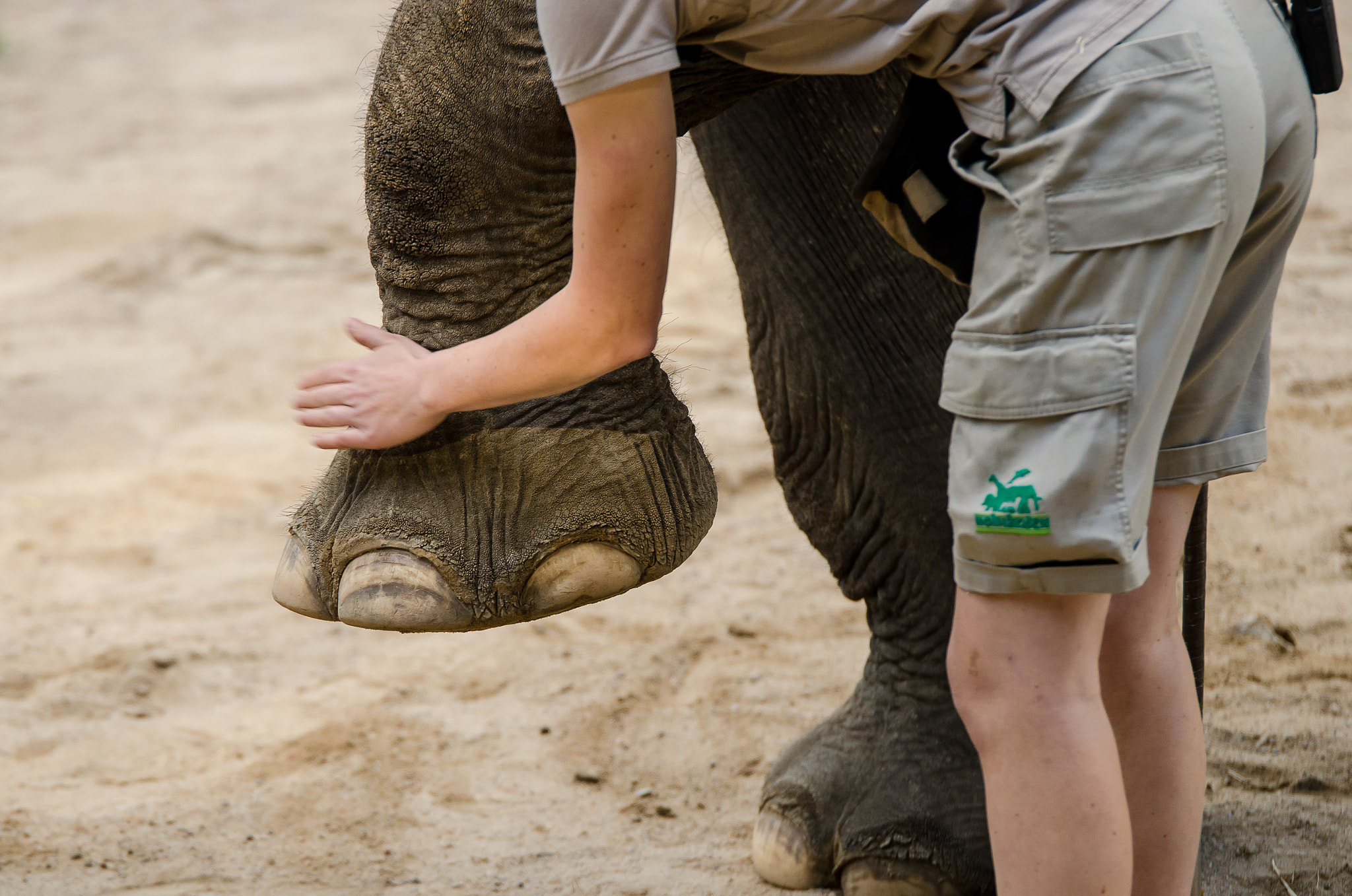 Tamron SP 70-200mm F2.8 Di VC USD sample photo. Elephant feet photography