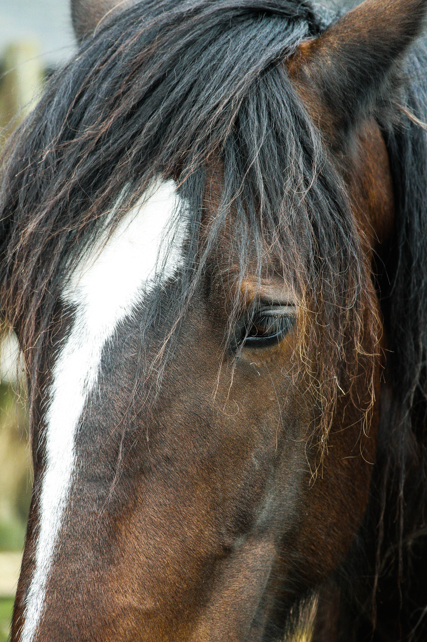 Canon EOS M sample photo. Horse photography