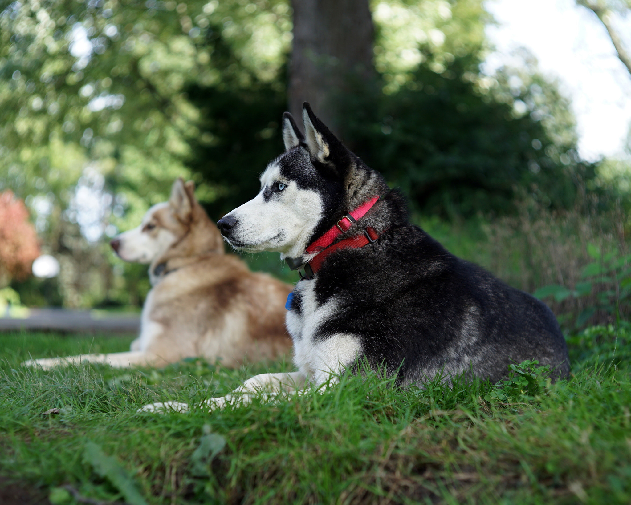Sony a7 II + Canon EF 40mm F2.8 STM sample photo. Naia and trooper on squirrel alert photography