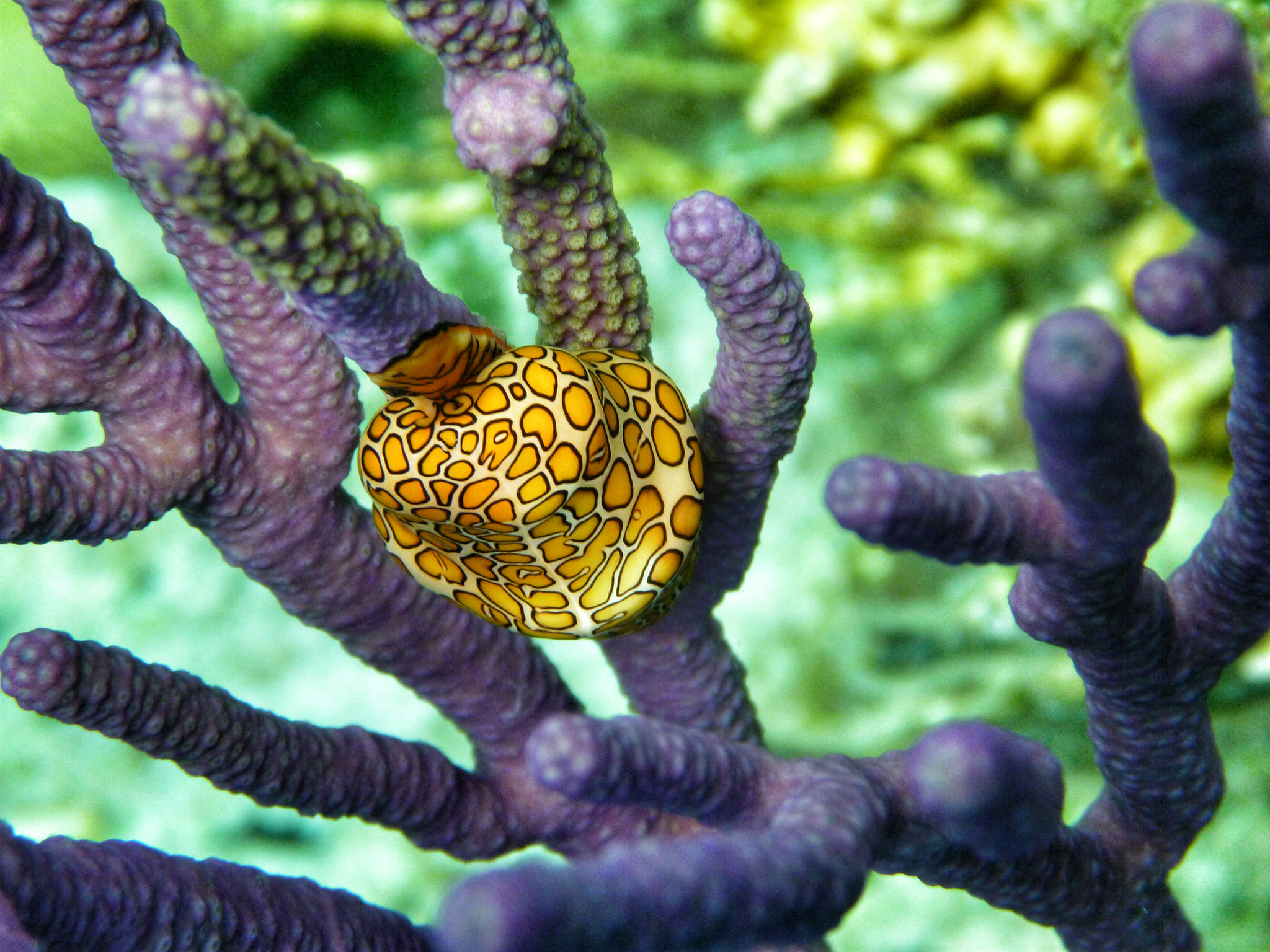 Panasonic DMC-TS3 sample photo. Flamingo tongue snail on gorgonian spp. photography