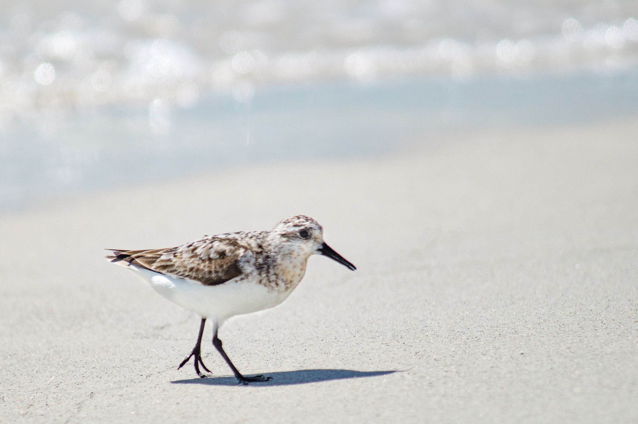 Sony SLT-A57 + Tamron SP AF 200-500mm F5-6.3 Di LD (IF) sample photo. Sanderling on treasure island photography