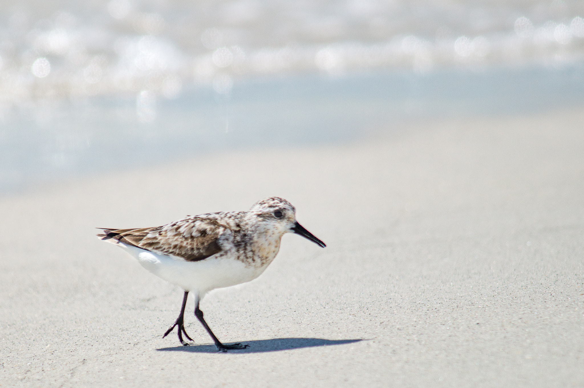 Sony SLT-A57 sample photo. Sanderling on treasure island photography