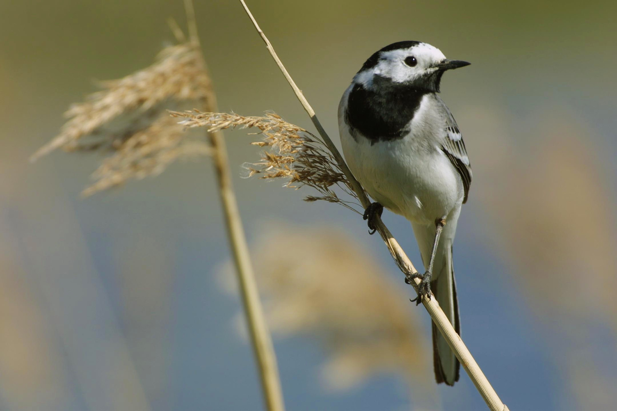 Canon EOS D30 sample photo. Pied white wagtail, oostvaardersplassen, neterlands photography