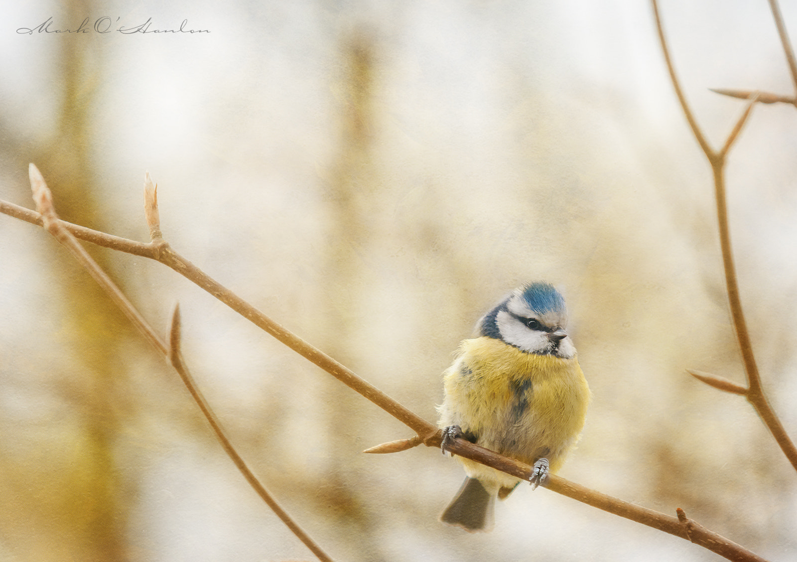 Nikon D300 + Sigma APO 100-300mm F4 EX IF HSM sample photo. Blue tit photography
