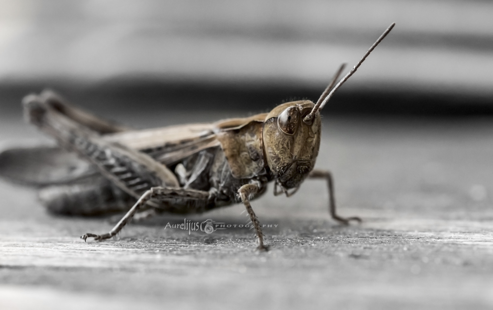 Sigma 150mm f/2.8 EX DG OS HSM APO Macro sample photo. ... grasshopper photography