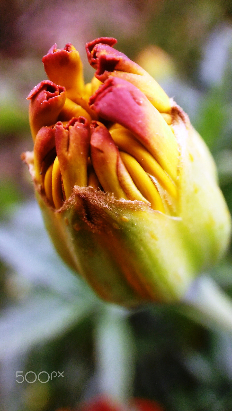 LG SPIRIT 4G LTE sample photo. Flower photography