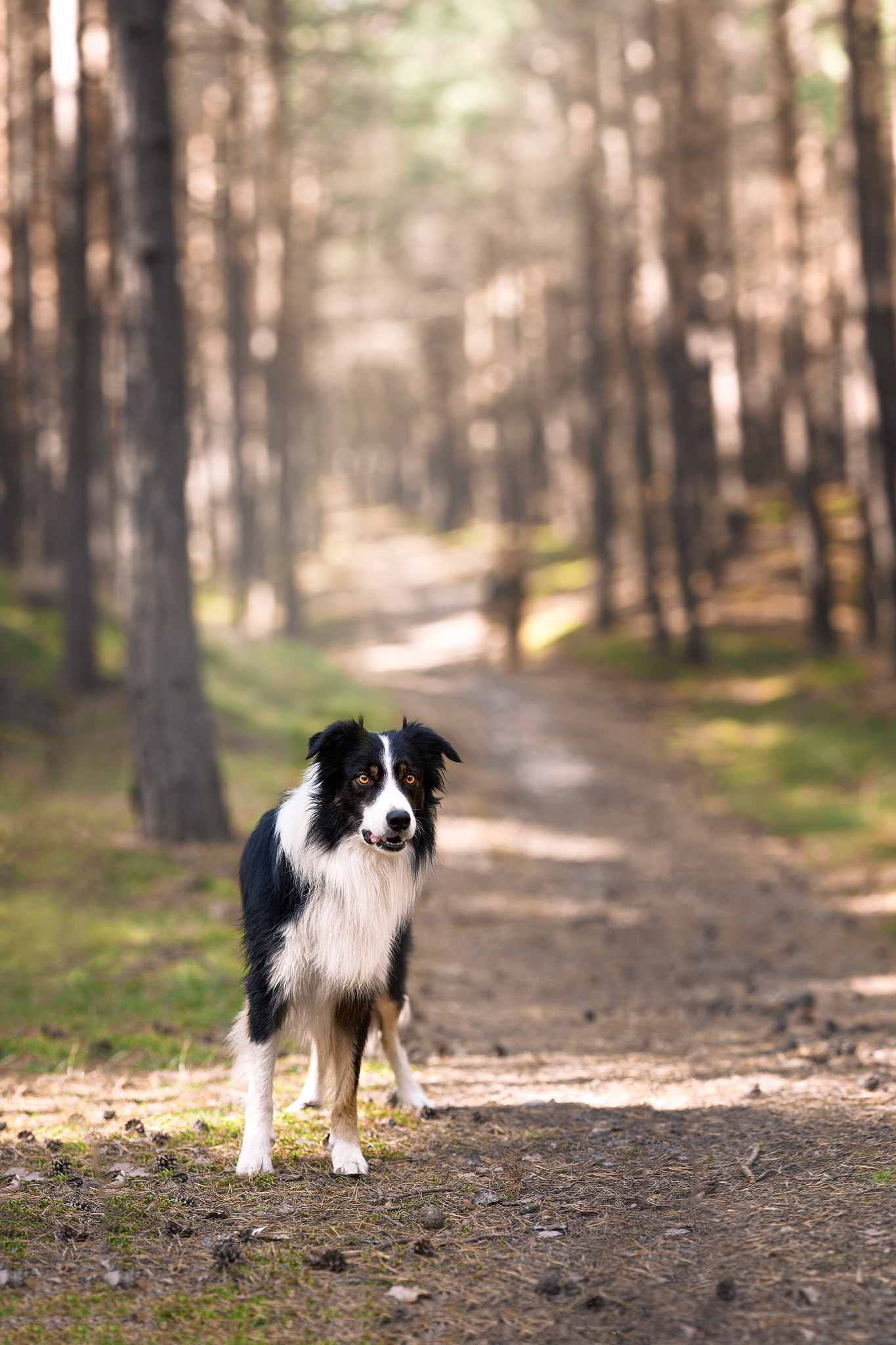 Canon EOS 5D + Canon EF 135mm F2L USM sample photo. Taflon photography