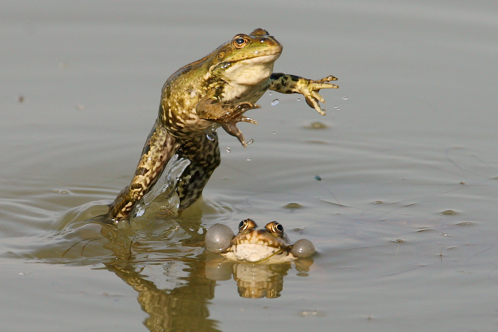 Canon EOS 30D sample photo. Frogs, oostvaardersplassen, netherlands photography