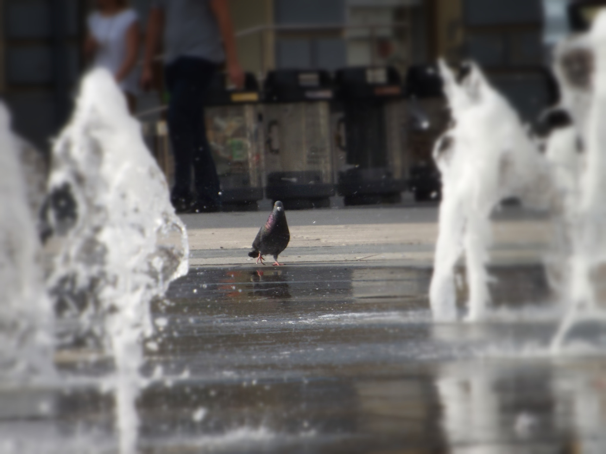 Fujifilm FinePix SL300 sample photo. Thirsty pigeon photography