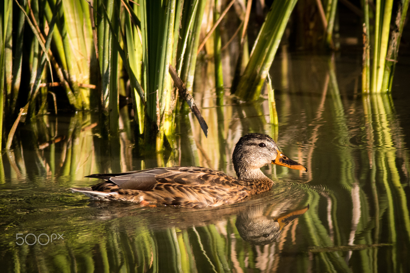 Canon EF 400mm F5.6L USM sample photo. Mallard (anas platyrhynchos) photography