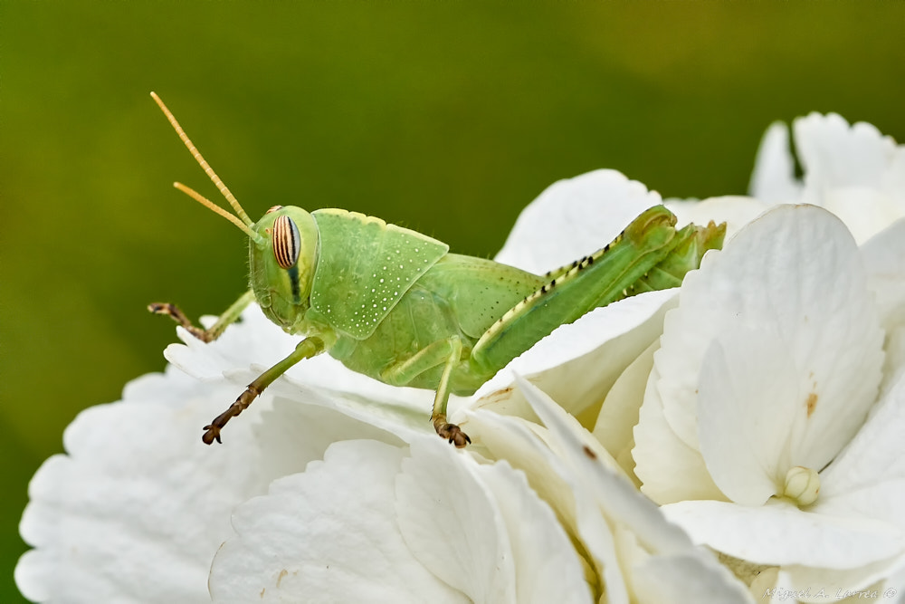 Sony ILCA-77M2 + 150mm F2.8 sample photo. Anacridium aegyptium photography