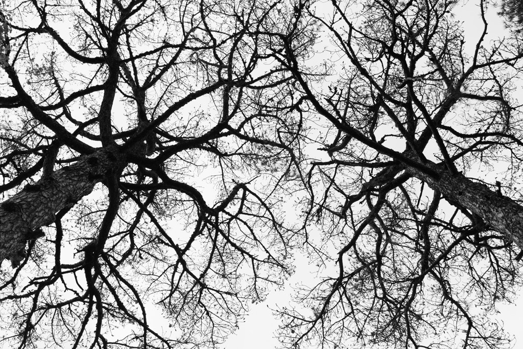 Tokina AT-X Pro 12-24mm F4 (IF) DX sample photo. Hacia el cielo -  towards the sky... photography