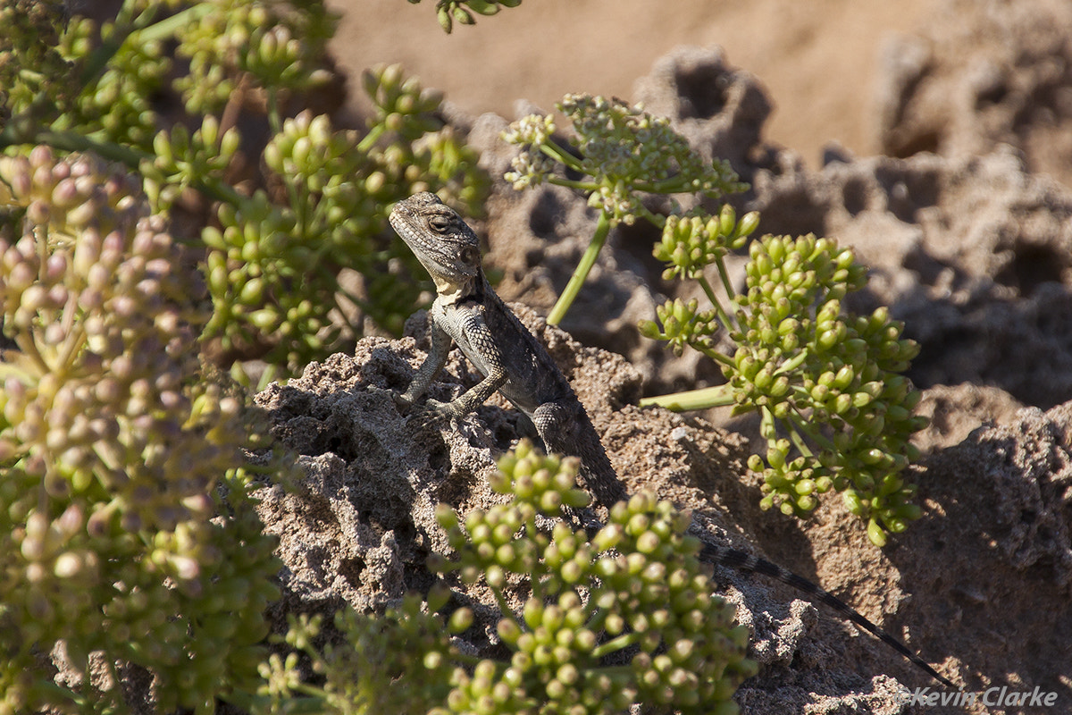 Canon EOS 50D sample photo. Sling tailed agama photography