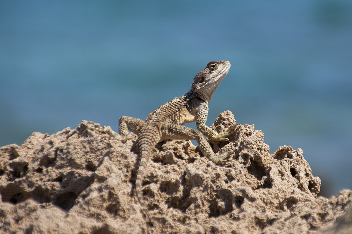 Canon EOS 50D + Tamron 18-270mm F3.5-6.3 Di II VC PZD sample photo. Sling tailed agama photography