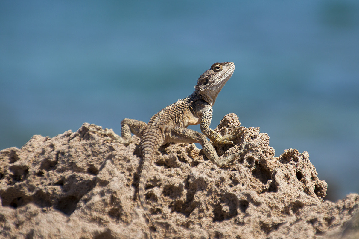 Canon EOS 50D sample photo. Sling tailed agama photography