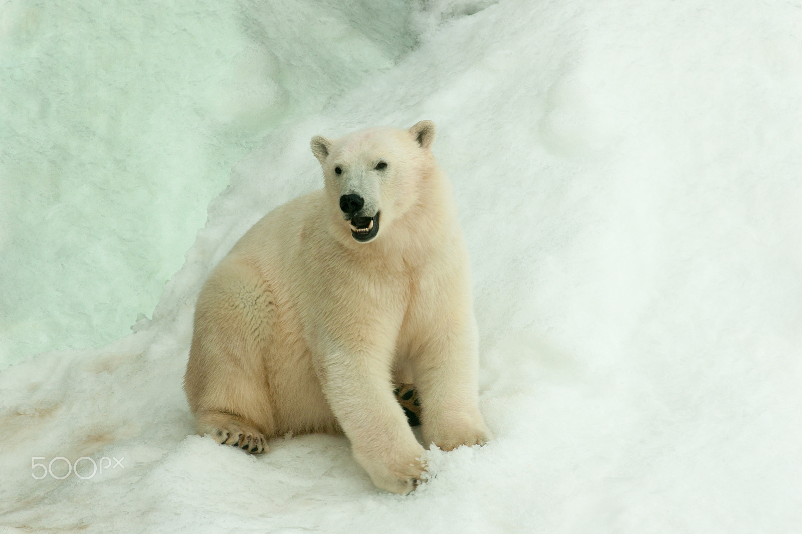 Sony Alpha DSLR-A700 + Minolta/Sony AF 70-200mm F2.8 G sample photo. White bear with snow photography