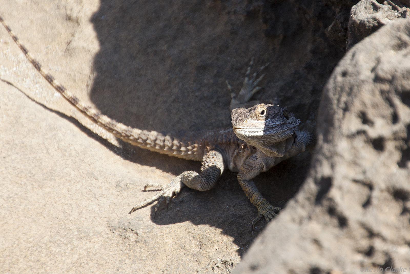 Canon EOS 50D sample photo. Sling tailed agama photography