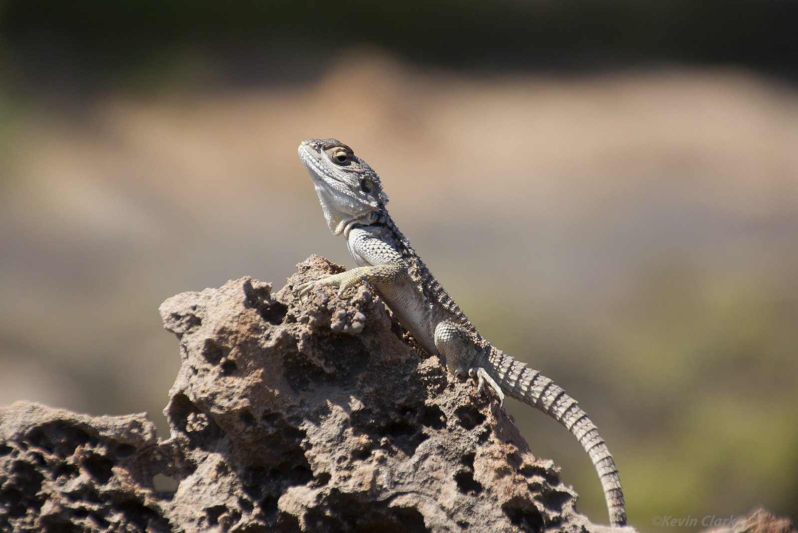 Canon EOS 50D + Tamron 18-270mm F3.5-6.3 Di II VC PZD sample photo. Sling tailed agama photography