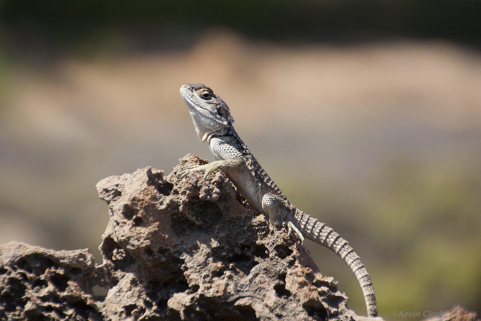 Canon EOS 50D sample photo. Sling tailed agama photography