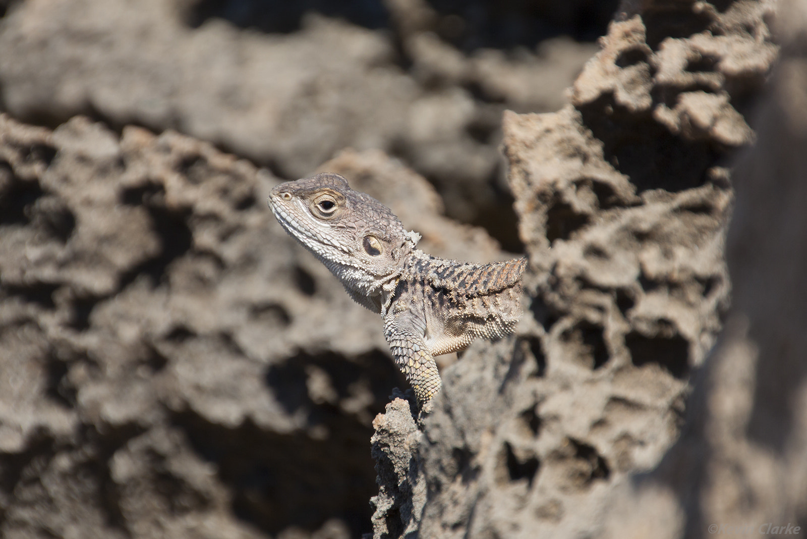 Canon EOS 50D sample photo. Sling tailed agama photography