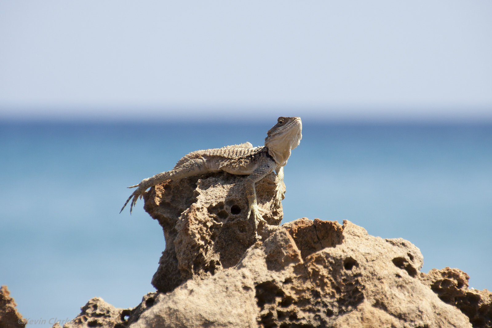 Canon EOS 50D sample photo. Sling tailed agama photography
