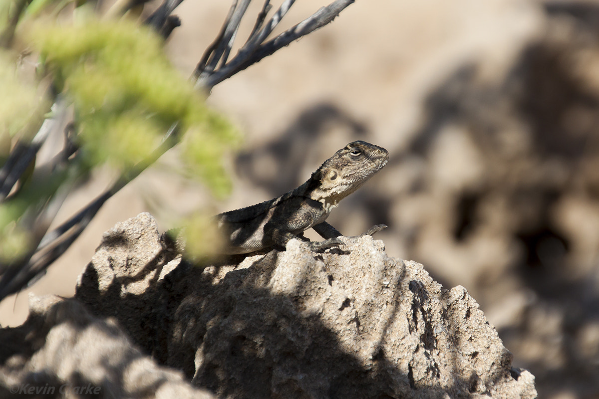 Canon EOS 50D sample photo. Sling tailed agama photography