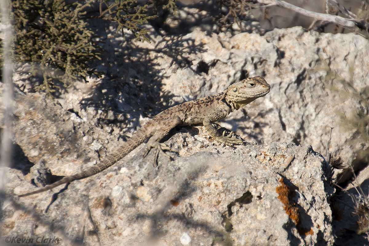 Canon EOS 50D sample photo. Sling tailed agama photography