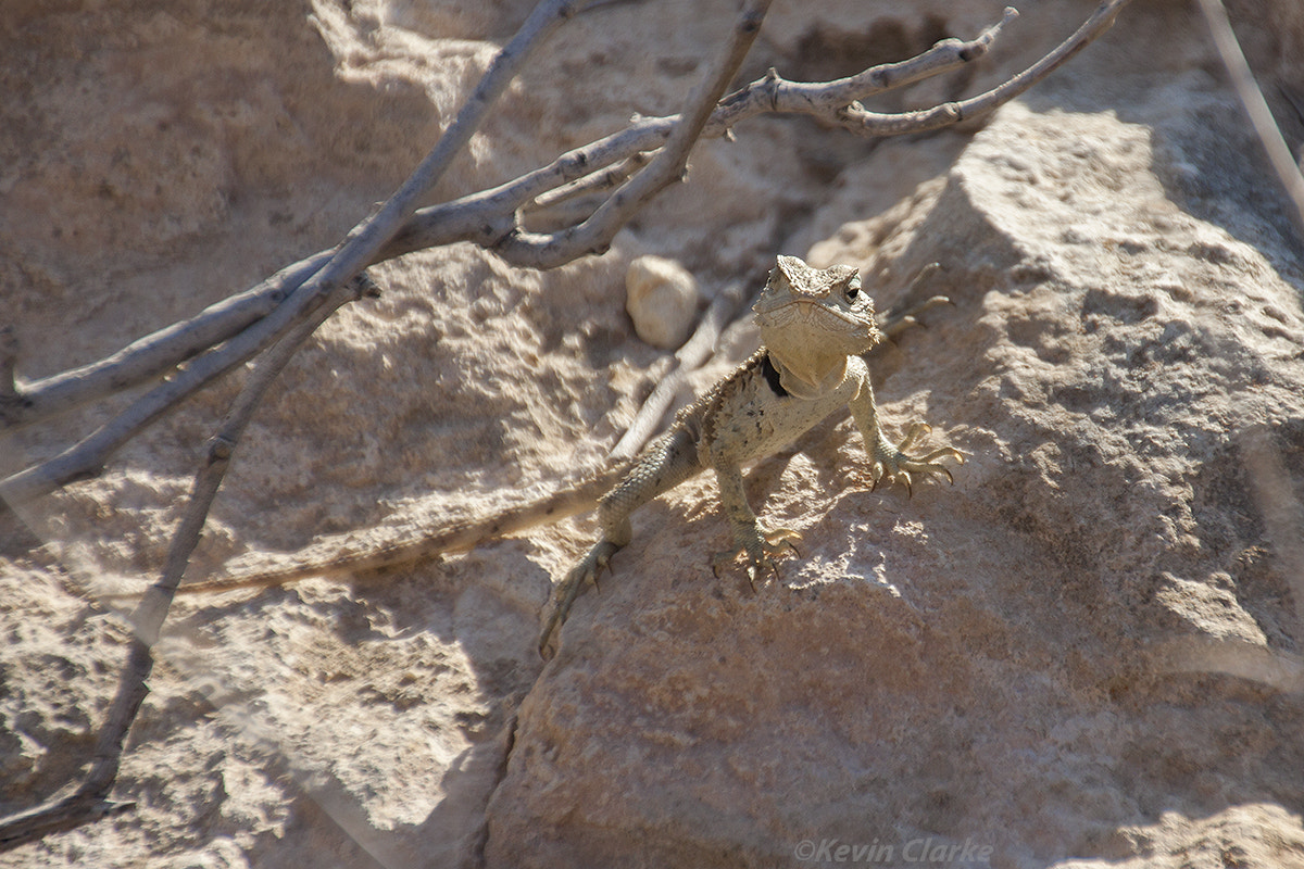 Canon EOS 50D sample photo. Sling tailed agama photography