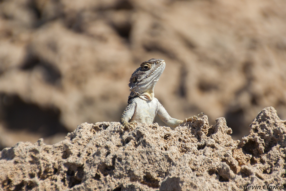 Canon EOS 50D sample photo. Sling tailed agama photography